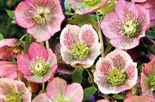 Helleborus orientalis hybrids - all images: Floramedia